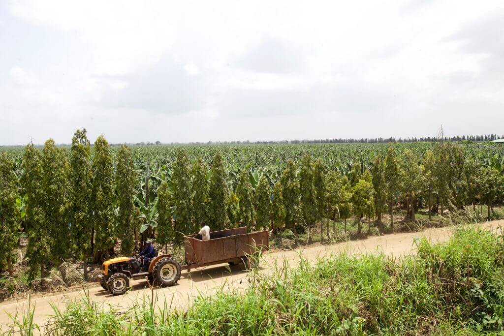 How Bananas are grown